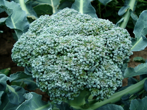 Broccolo - La Preferita OP