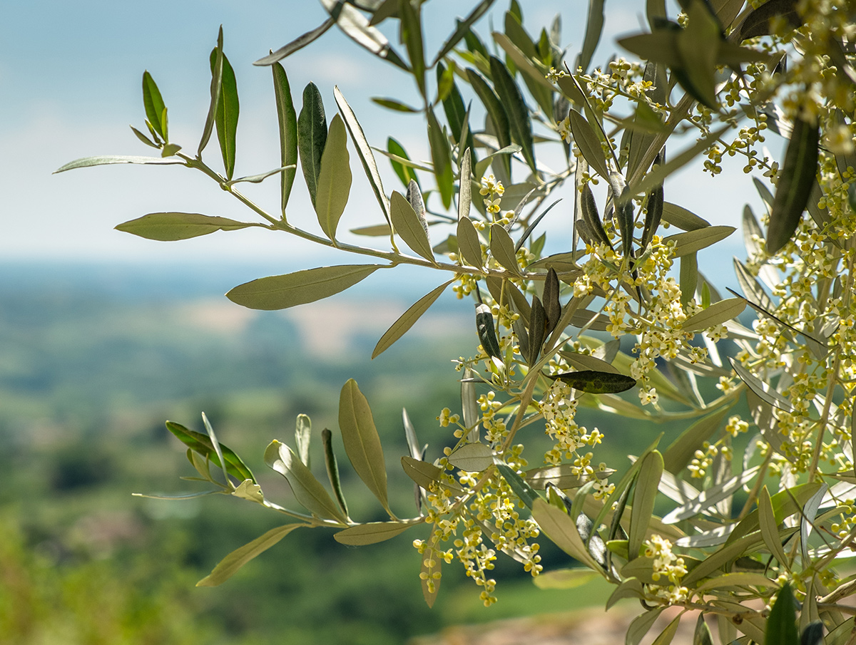la preferita op - olio extravergine d'oliva